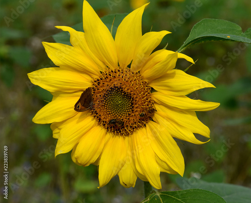 Fototapeta Naklejka Na Ścianę i Meble -  Sonnenblume, Helianthus, annuus, Hummel, Biene
