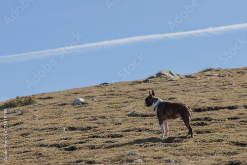 Perro subiendo al Matagalls por Collformic photo