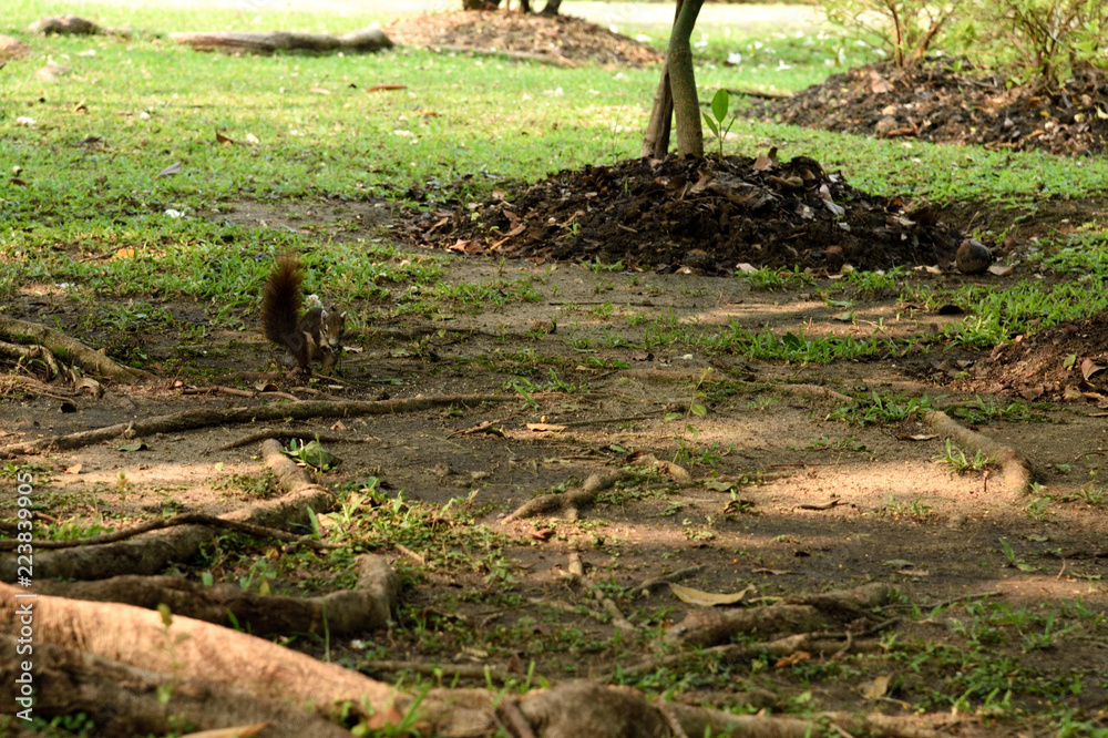 Squirrel Squirrel