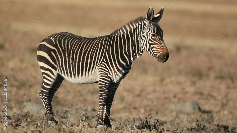 Cape mountain zebra (Equus zebra) in natural habitat, Mountain Zebra National Park, South Africa Cape mountain zebra (Equus zebra) in natural habitat, Mountain Zebra National Park, South Africa