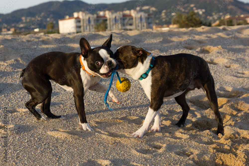 Perros jugando con una pelota en la playa