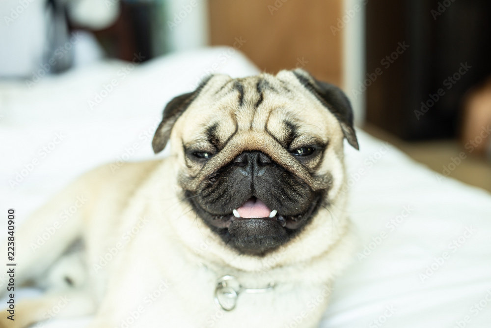 cute dog pug breed have a question and making funny face,Selective focus
