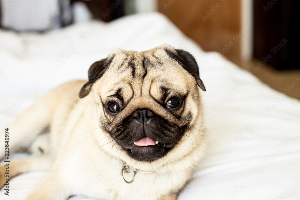 cute dog pug breed have a question and making funny face,Selective focus