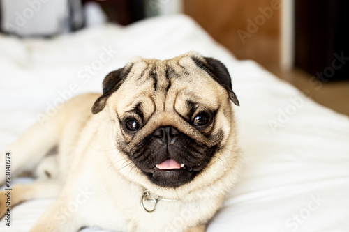 cute dog pug breed have a question and making funny face,Selective focus © 220 Selfmade studio