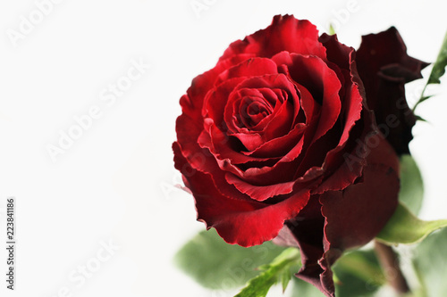 Fresh red rose on white background with space for text