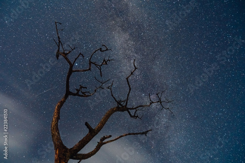 Milky Way and the stars are beautiful, and there is a pine foreground. Located about 1,633 meters above sea level, Phoosoidao, Uttaradit, Thailand.