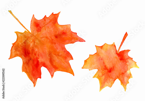 Watercolor maple leaves