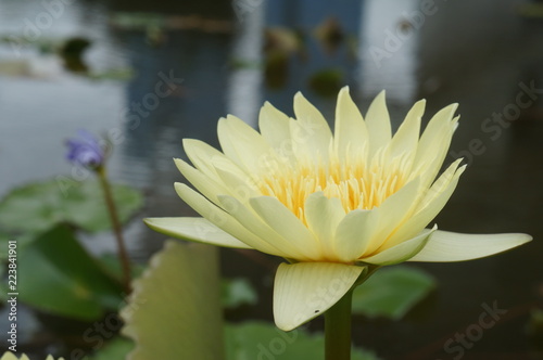 Yellow Water Lilly