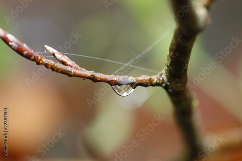 Wassertropfen an Zweig