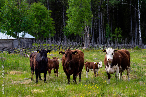 Cows at swedish fäbod