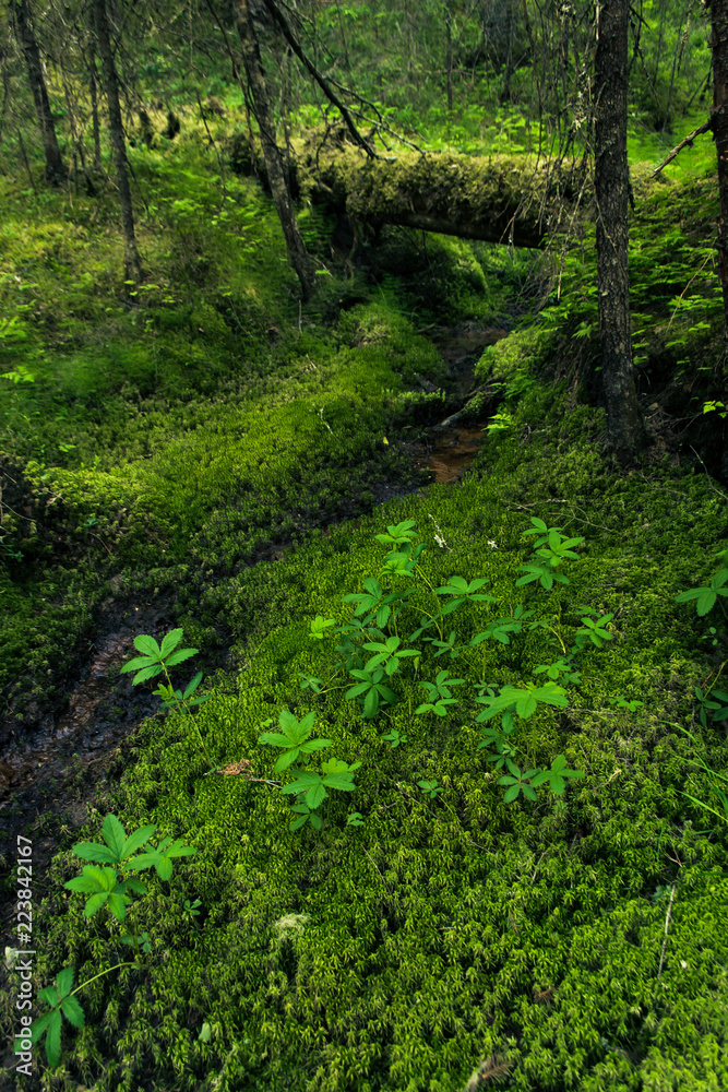 GreenCloggedStream GreenCloggedStream