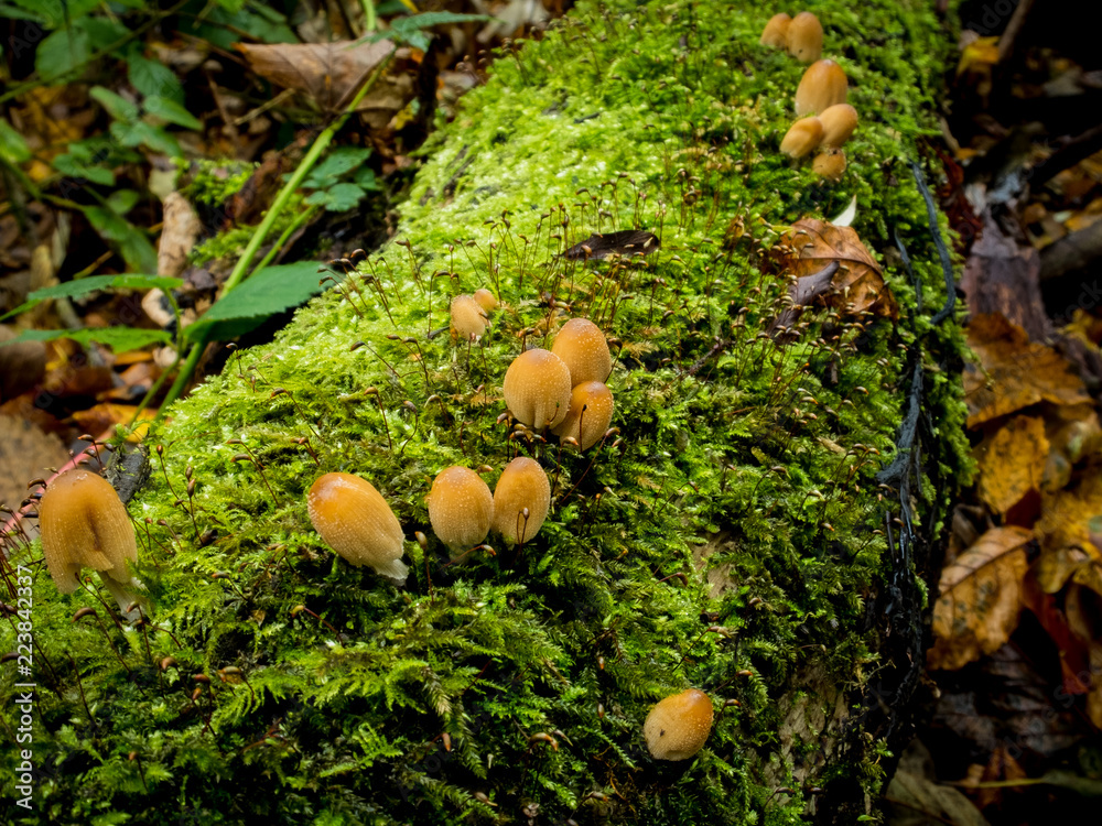 mushrooms on tree mushrooms on tree