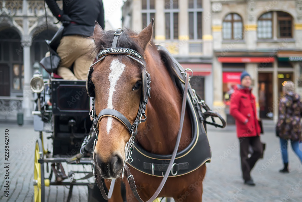 Obraz Beautiful horse harnessed to a carriage Brussels, Belgium. Selective focus