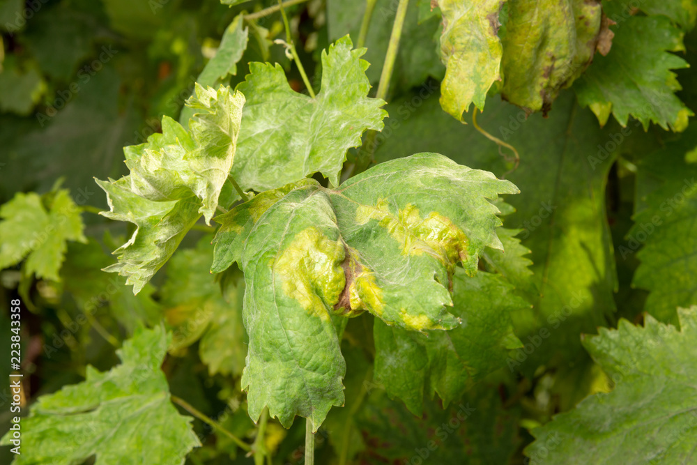 Rot of a vine and a grape leaf close-up. Protection of the vineyard garden from diseases and fungi Rot of a vine and a grape leaf close-up. Protection of the vineyard garden from diseases and fungi