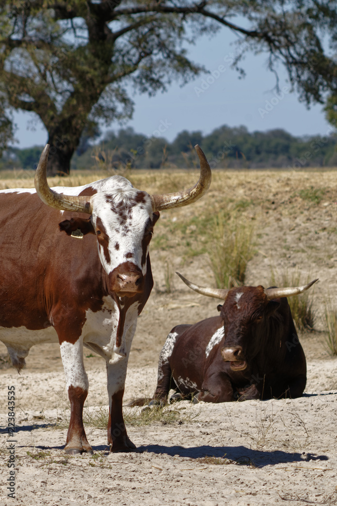 Fototapeta premium Nguni cattle of north east Namibia with large horns in arid terrain under strong African sunlight near Ndhovu, Caprivi Strip, Namibia, Africa
