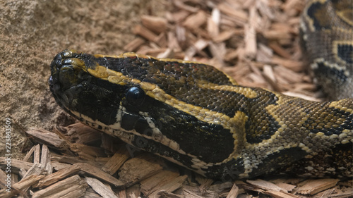 An African rock python at the zoo in Antwerp.