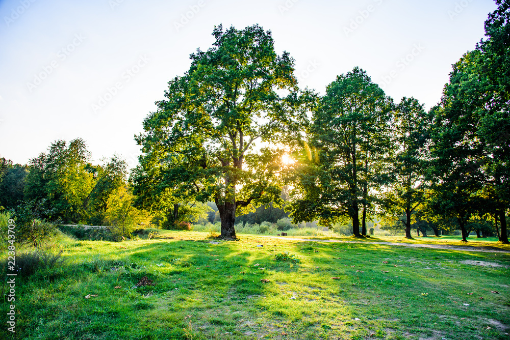 Fototapeta premium Forest nature in the sunset of the summer.