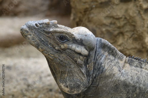 Headshot of an iguana.