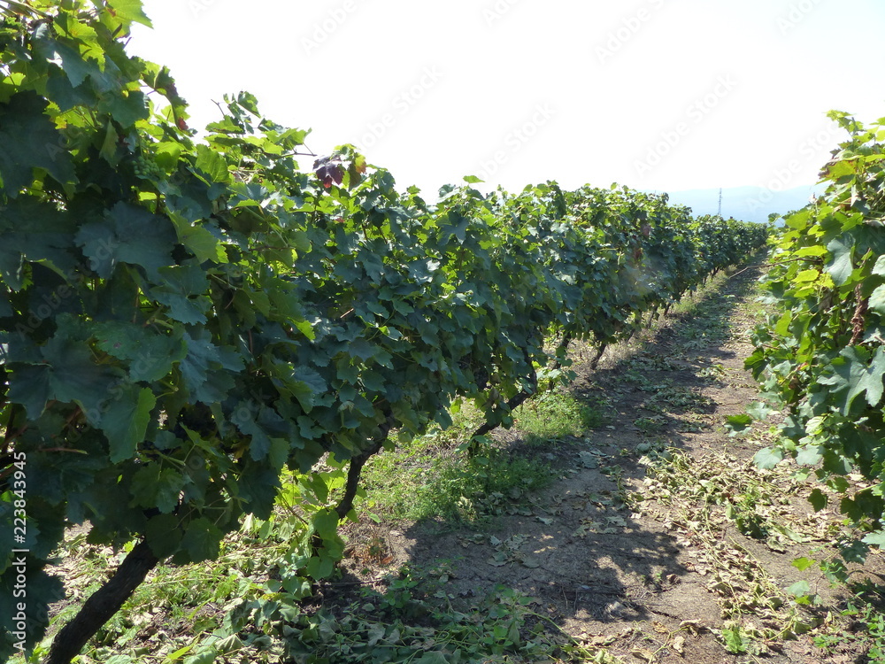 Fila di vite nelle vigne di Kvareti  in Georgia d'estate.