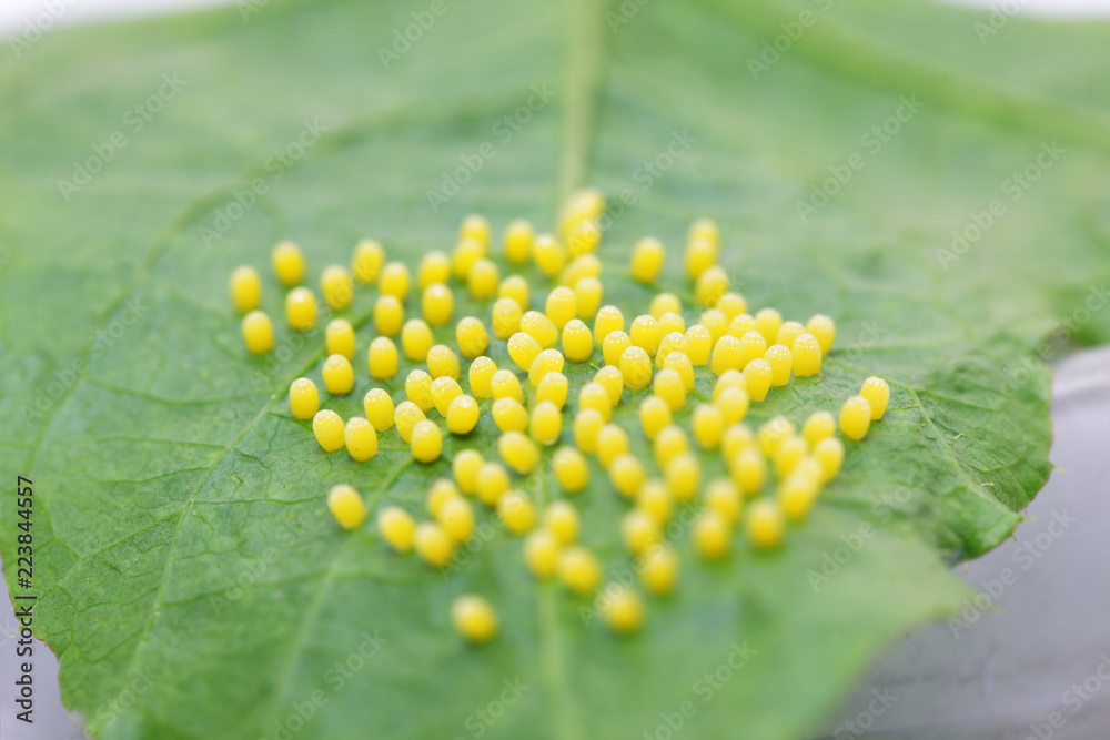Fototapeta premium texture of butterfly eggs on green leaf background.