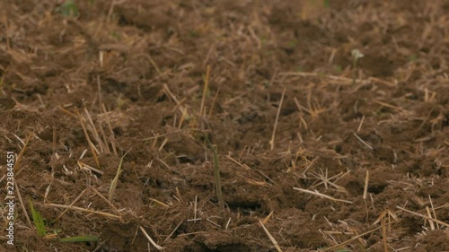 Grain field after disc harrowing