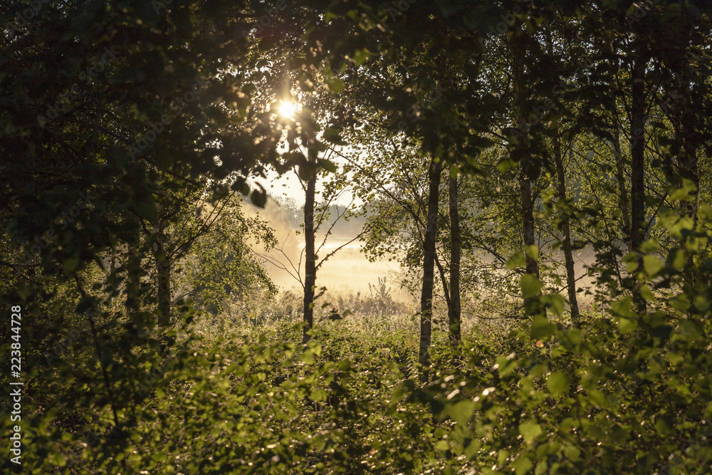 Naklejka premium Morning light