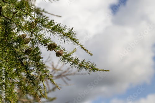 Low angle view of larch tree against sky