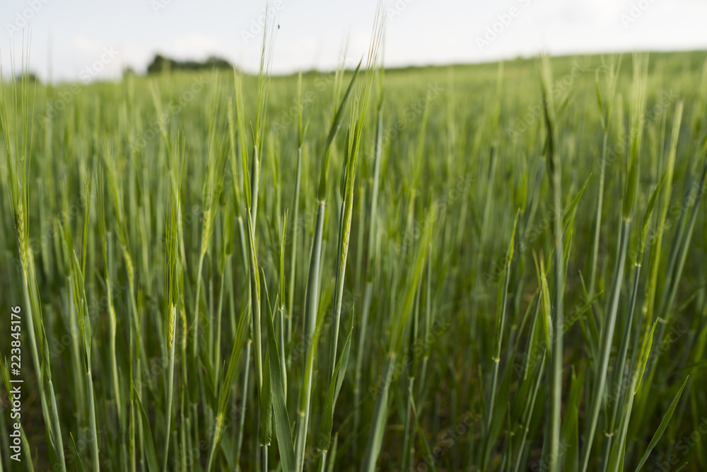 Young green Barley field agriculture in a sunny day. Natural product. Agricaltural landscape.