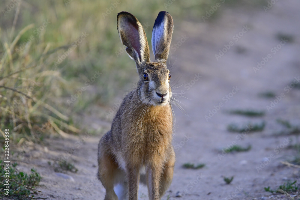 Obraz premium hare sitting on the road