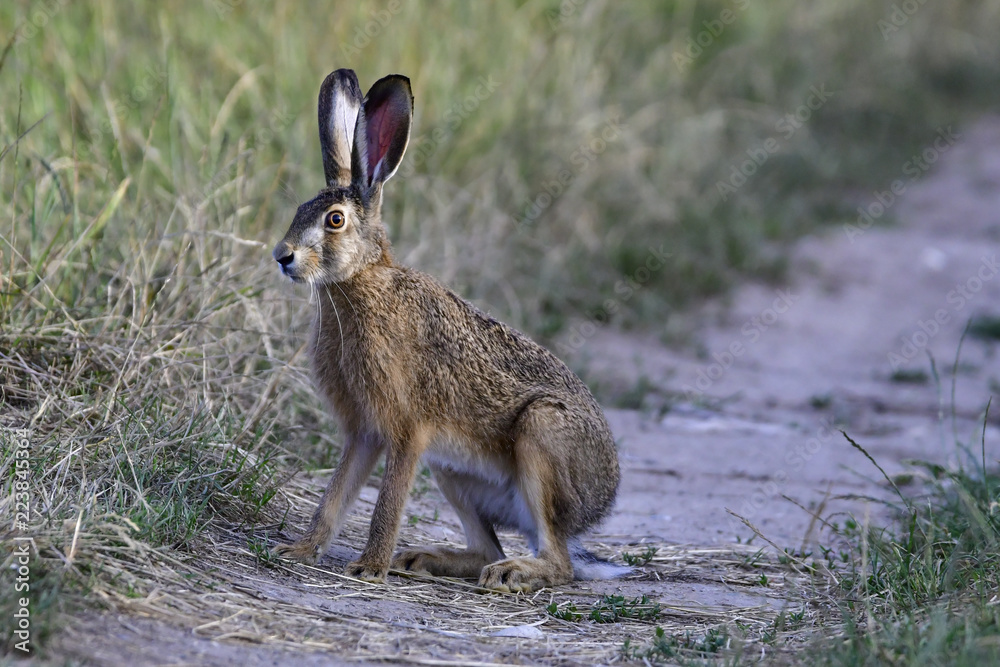 hare in the grass hare in the grass