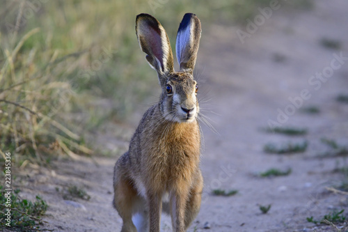 Canvas Print hare sitting on the road