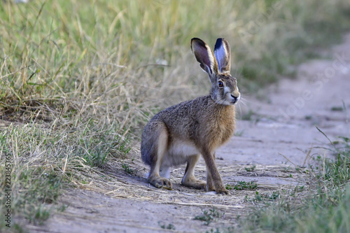 hare in the field © Krzysztof