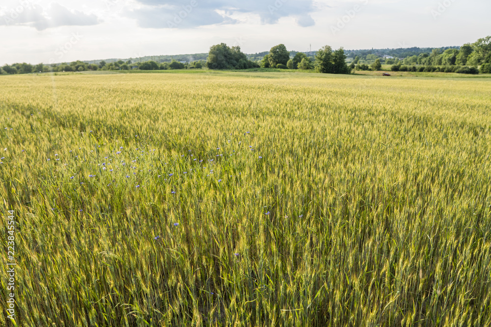 Young green wheat ears on a beautiful grain fields with a cloudy sky in a sunset. Ripening ears wheat. Agriculture. Growing a natural product.