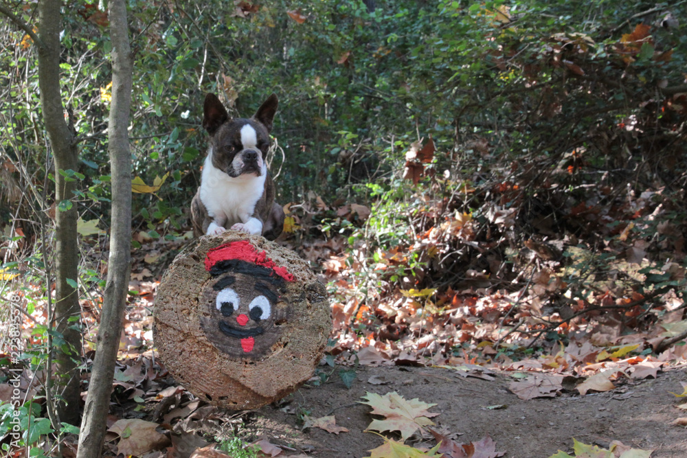 Fototapeta premium Perro tumbado sobre un Tió en el bosque