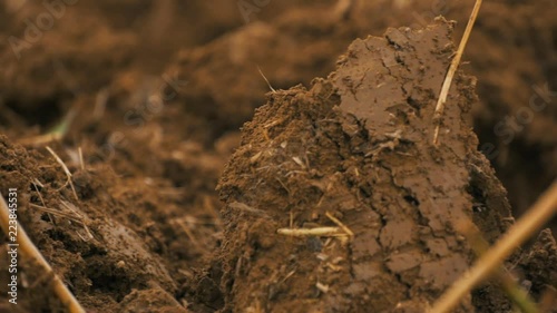Grain field after disc harrowing