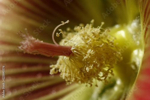 Blüte