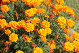 Bright orange flowers of French marigold or Tagetes patula on flowerbed