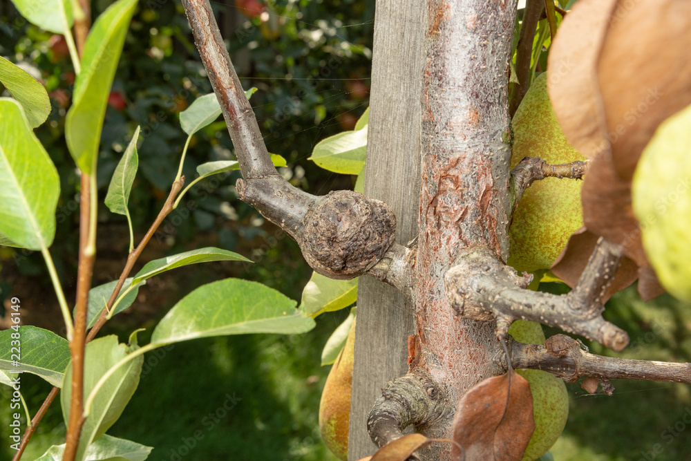 Parasitic defeat of tree and fruit pear close up. The concept of protecting an orchard from pests