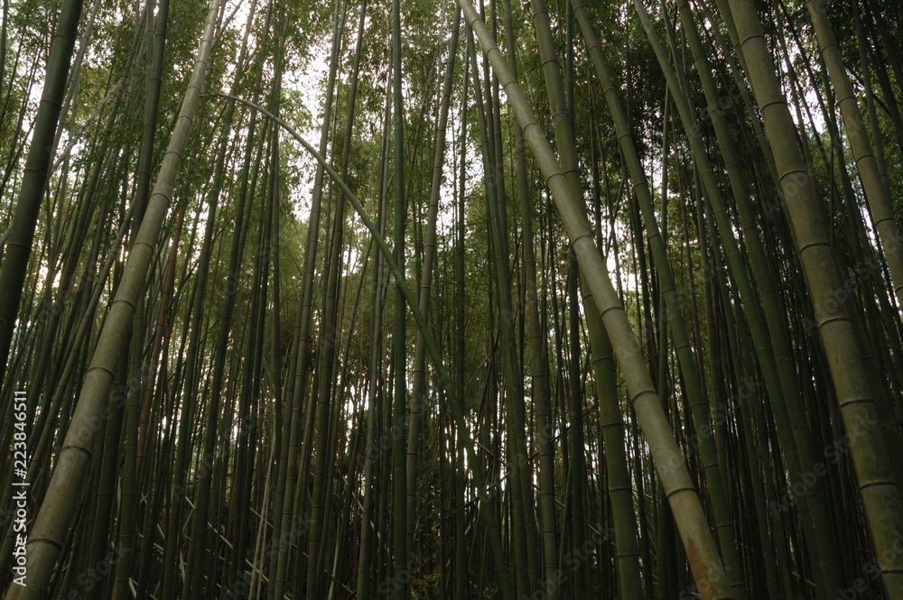 the bamboo garden @Arashiyama KYOTO / 京都 嵯峨野 嵐山の竹林 the bamboo garden @Arashiyama KYOTO / 京都 嵯峨野 嵐山の竹林