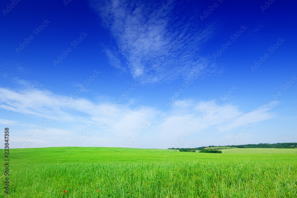 Idyll, view of green field and the blue sky