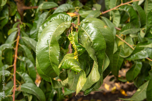 Parasitic defeat of tree and fruit peach close-up. The concept of protecting an orchard from pests