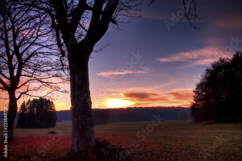 A sunset at a autumn day in the foreground a tree