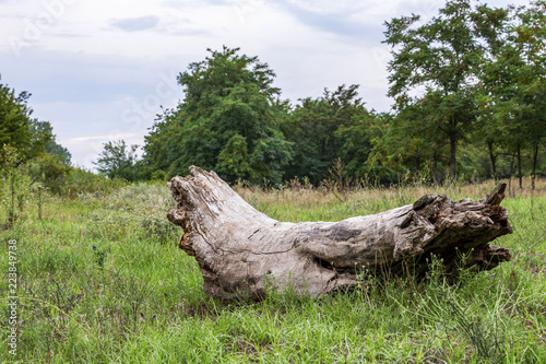 Foto A fallen dead tree trunk in a green summer field, coarse woody debris