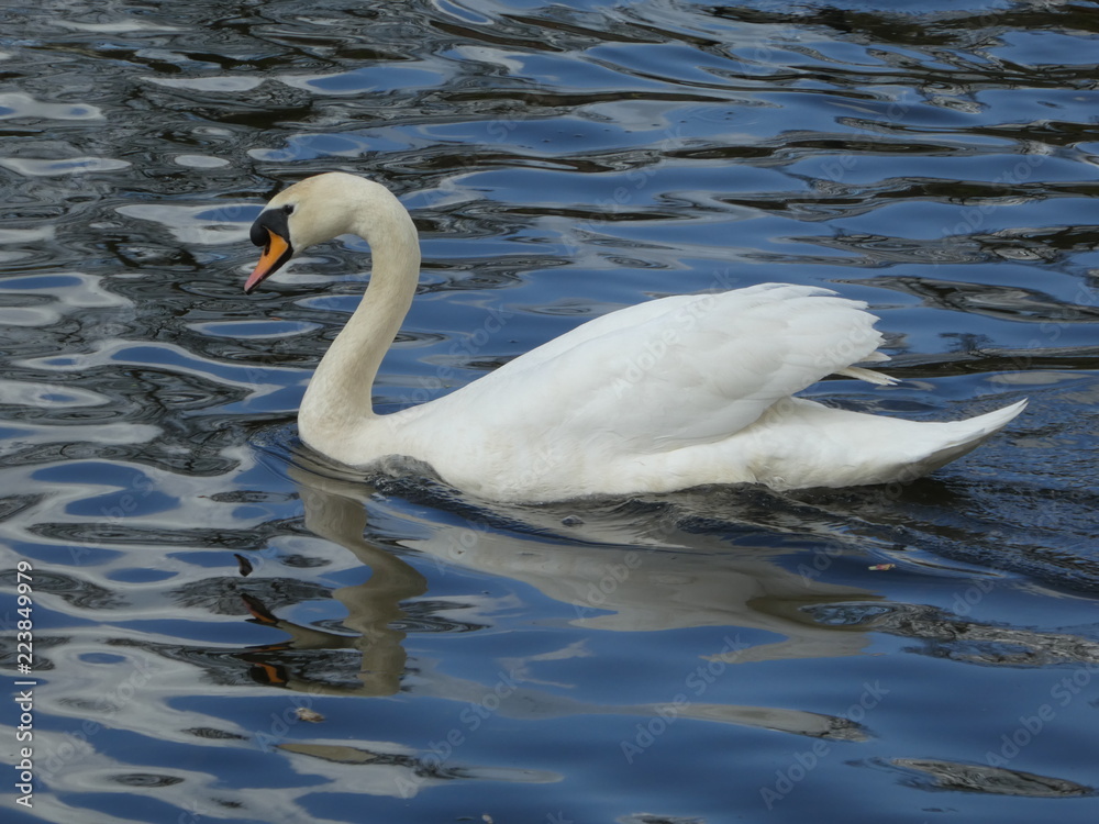 Naklejka premium Swan on the lake