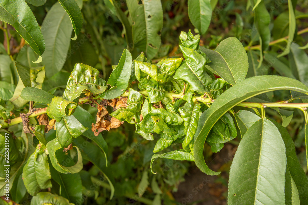 Parasitic defeat of tree and fruit peach close-up. The concept of protecting an orchard from pests
