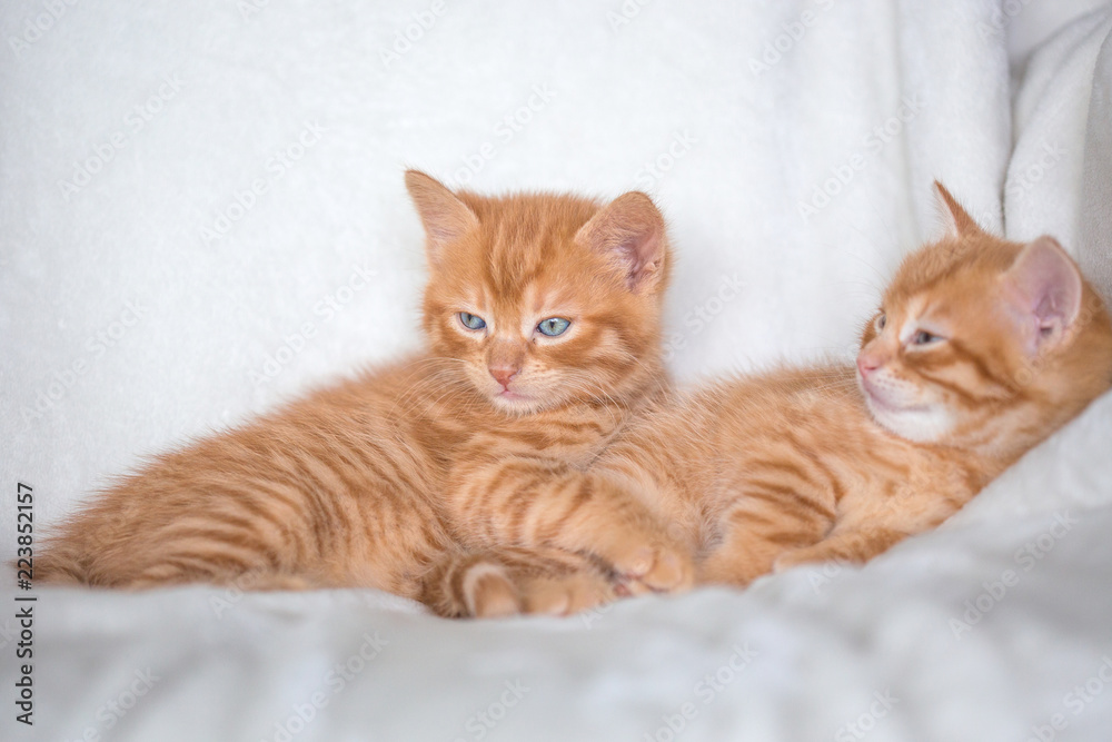 Chatons Chatons