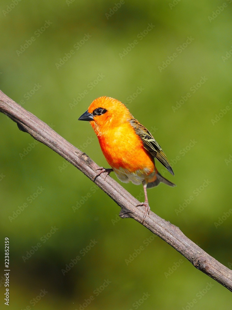 Red Fody Bird perching in natural habitat Red Fody Bird perching in natural habitat
