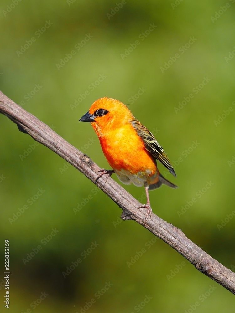 Red Fody Bird perching in natural habitat