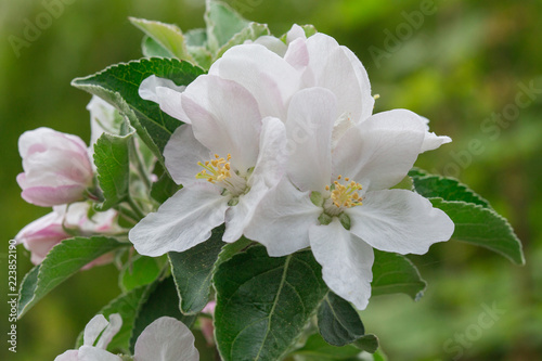 Φωτογραφία Pommier en fleur