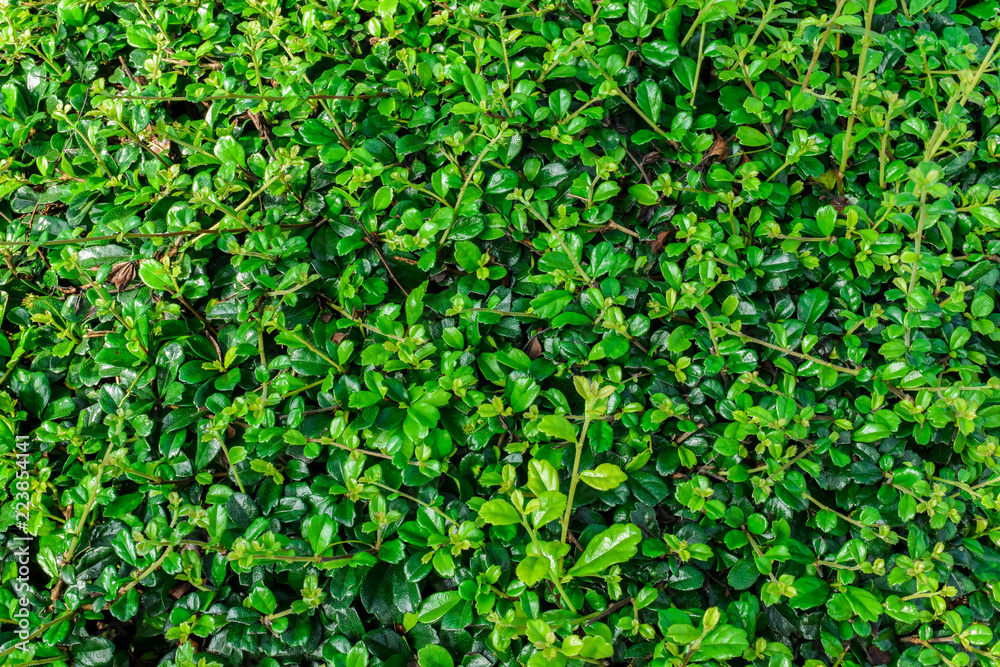 Green leaves naturally. Ideal for background and design. Green leaves naturally. Ideal for background and design.